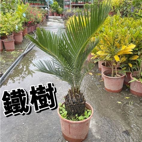 鐵樹種子|台灣蘇鐵｜亞泥生態園區官方網站植物生態－花蓮生態復